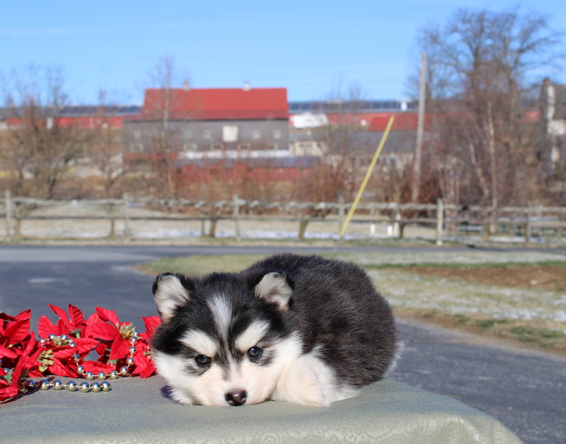 puppy, for, sale, Pomsky, Matthew B. Stoltzfus, dog, breeder, Gap, PA, dog-breeder, puppy-for-sale, forsale, nearby, find, puppyfind, locator, puppylocator, aca